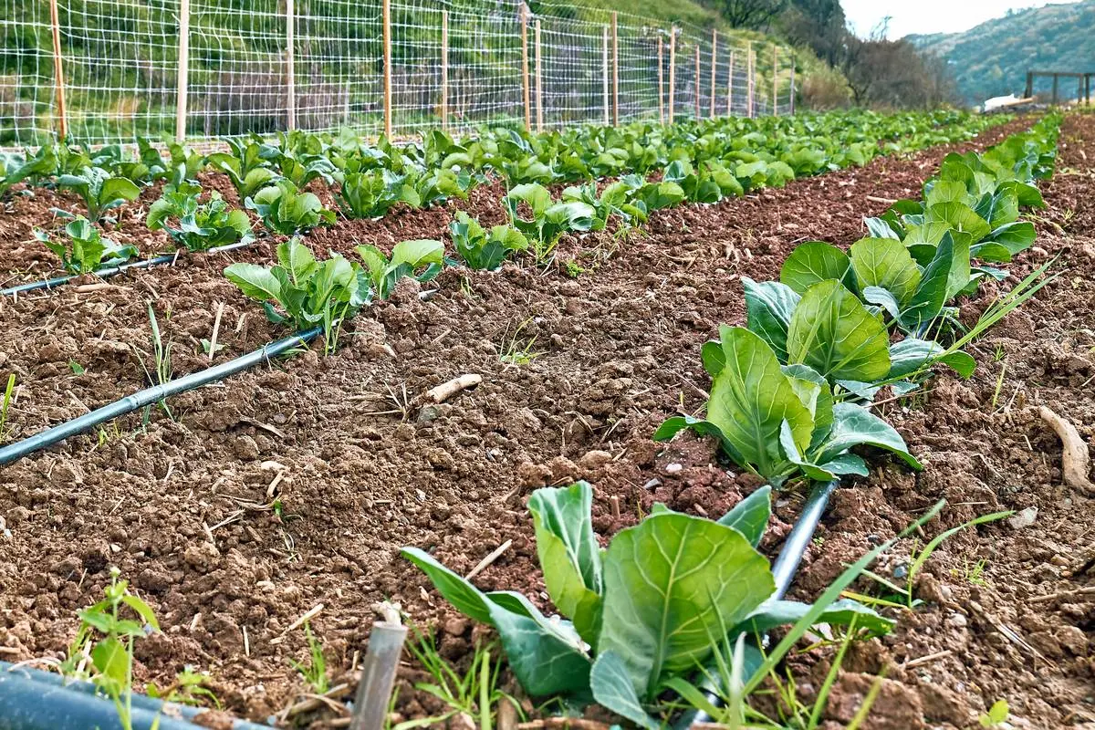 Curso de Uso eficiente del agua en el sector agrario